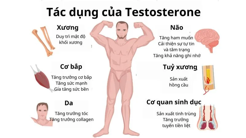 Testosterone đóng vai trò quan trọng trong sức bền, cơ bắp, mật độ xương, sinh lý và năng lượng hằng ngày.
